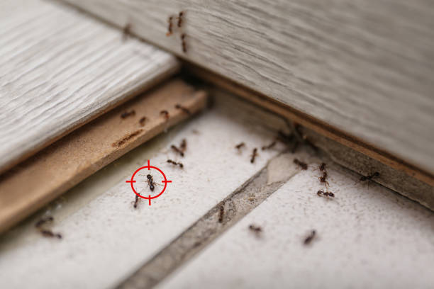 Best Best Pest Control Companies  in Harrison, MI