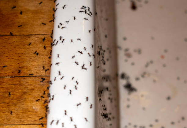 Best Rat Extermination Near Me  in Harrison, MI
