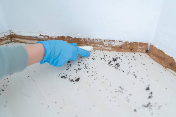 Best Wasp Removal Services  in Harrison, MI